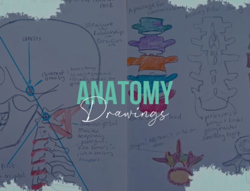 Anatomy Drawings